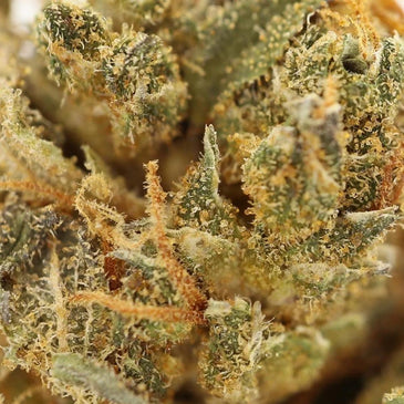 Cbd God Bud Dried Cannabis Flower