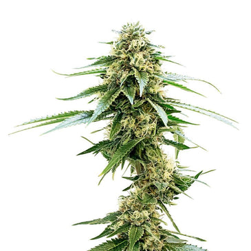 Lemon Sapphire Seeds