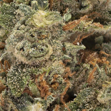 Mazar Haze Dried Flower