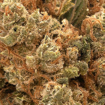 Purple Punch Dried Flower