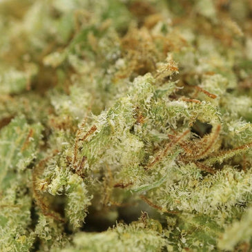 Sensi Star Dried Cannabis Flower